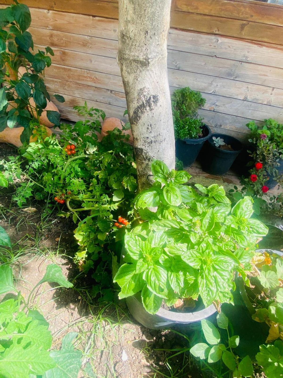 Irini'S Guesthouse Кепаро Екстериор снимка